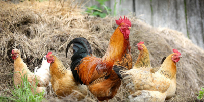 Image: klimkin, Chickens birds poultry, Pixabay, Pixabay Licence