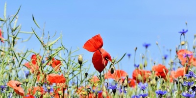 Wildflower meadow