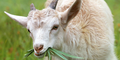 Image: klimkin, Goat grass livestock, Pixabay, Pixabay Licence