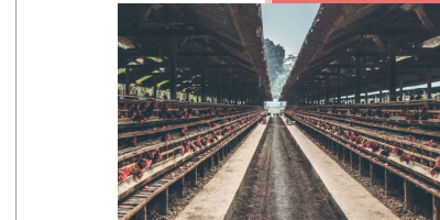 Identifying economic and financial drivers of industrial livestock production – the case of the global chicken industry