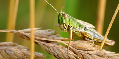 Image: christels, Desert locust insect, Pixabay, Pixabay Licence