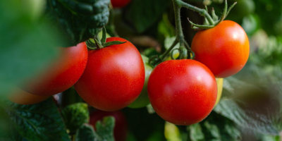 Image: Kathas_Fotos, Tomatoes vegetables fresh, Pixabay, Pixabay Licence