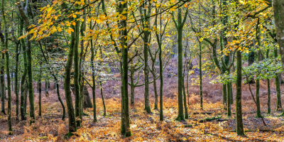 Image: Richard Loader, green-leafed tree, Unsplash, Unsplash licence