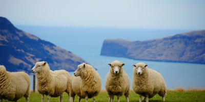 Image: MartinStr, New Zealand sea sheep, Pixabay, Pixabay Licence