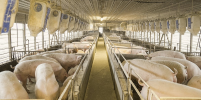 Image: Mark Stebnicki, Groups of pigs in pigpens, Pexels, Pexels Licence