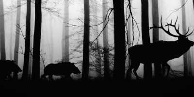 A black and white image of a deer and two boars crossing through a forest in silhouette.