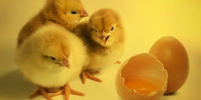 Image: Chick bird chicken, cocoparisienne, Pixabay, Pixabay Licence