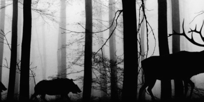 A deer and two boar in silhouette walk through the woods in black and white.