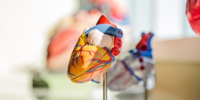 Anatomical model of the human heart. Photo by Jesse Orico via Unsplash.