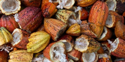 A collection of open cocoa pods. Photo by Rodrigo Flores via Unsplash.