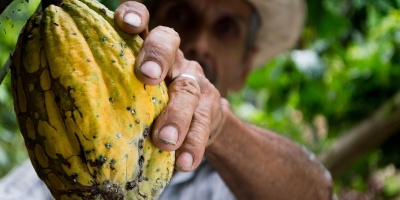 Alt text: farmer picking yellow cocoa pod. Photo by Elias Falla via Pixabay.