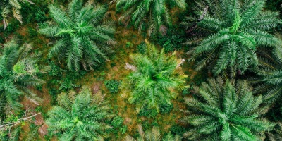 Aerial view of monoculture oil palm plantation. Photo by Kelly Lacy via Pexels.