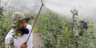 A farmer spraying herbicides on plants. Photo via Laura Arias