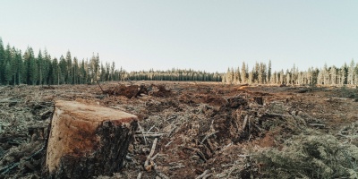 A tree stump sits in the foreground of a deforested landscape with the edge of a forest in the distance. Photo by roya ann miller via Unsplash.