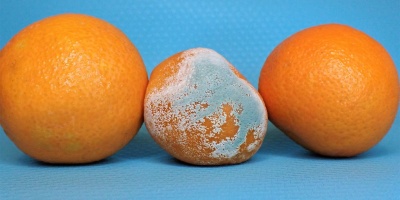 Image of two normal, and one mouldy, oranges. Photo by Nancy Hughes via Unsplash