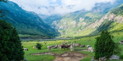 A herd of cows grazes in a green valley surrounded by mountains. Photo by Juan Pablo Guzmán via Pexels.