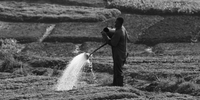 A man waters crops with a watering can with a patchwork of fields behind.