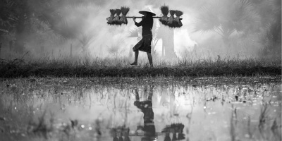 The cover image of the food sovereignty explainer in black and white, a woman carrying rice across a rice paddy.