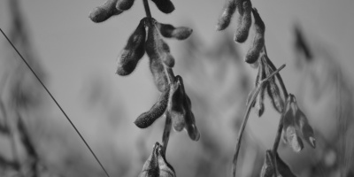 Photo credits: Pixabay - https://pixabay.com/photos/soybean-macro-soy-agriculture-778177/