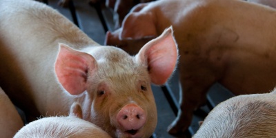 Photo of a group of pigs. Image by Mark Stebnicki via Pexels