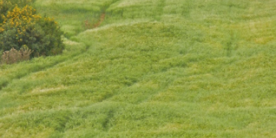 Front cover of Landesa report of three people walking in an agricultural field. Title: Links between Women’s Land Tenure Security and Climate Action: An Evidence Brief