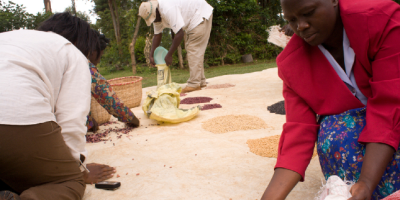 Front cover of report titled Legume-Based Agroecology for African Nutrition Security. Image contains several people processing legumes by hand.