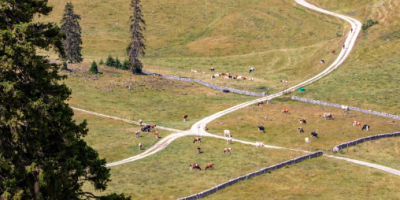 image of pastureland by Photo by Matthieu Rochette via Unsplash