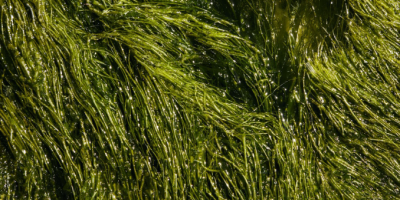 Green algae in water. Photo by Laker via Pexels.