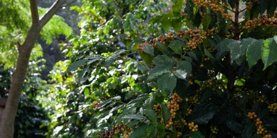 Photo of a fruiting shrub in a forest landscape. Image by PROJETO CAFÉ GATO-MOURISCO via Unsplash