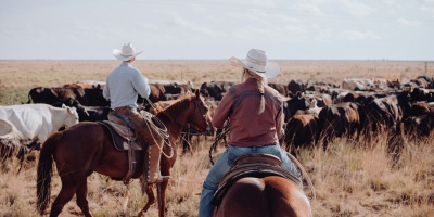 Image of two ranchers riding horses herding cattle