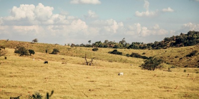 Image: an open plain grassland with a few grazing animals in the background. Photo by Gezeras Ph via Pexels