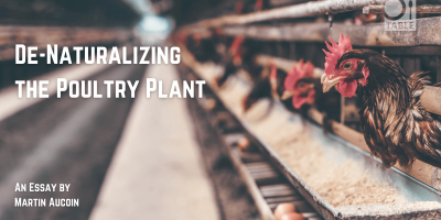 A flyer for the TABLE essay "De-Naturalizing the Poultry Plant" by Martin Aucoin. The background photo is a chicken in an industrial feedlot poking it's head out above a feed trough by Artem Beliaikin via Unsplash. 