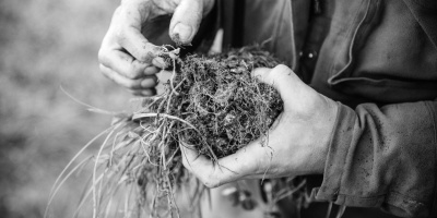 A photo of a person holding a chunk of soil with grass and clover on top and lots of roots in black and white. Photo by Alexander Turner.