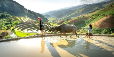 Farmer and daughter walking a cow through a rice field