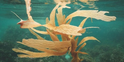 Seaweed floating in the sea. Credit: Lachlan Ross via Pexels.