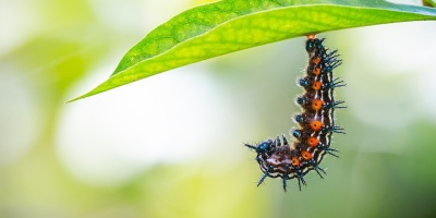 A caterpillar preparing to transform. Image by Charles Davis from Pixabay