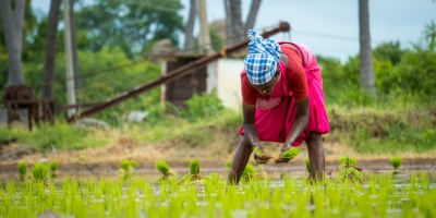 Woman planting rice. Photo by Deepak kumar via Unsplash