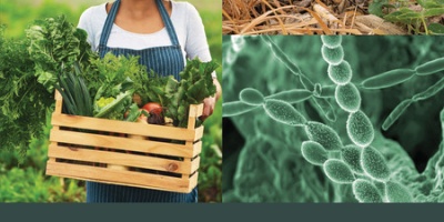 Text of report and a picture of a women holding a box of veg 