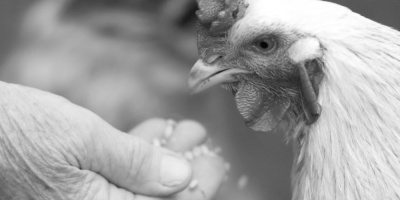 A hand feeds a chicken in black and white.