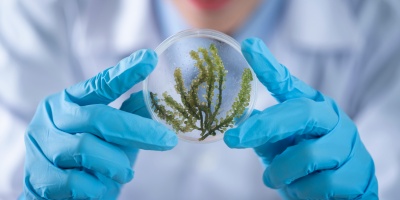 Image: Scientists holding a plate of algae. Photo by Chokniti Khongchum via Pexels