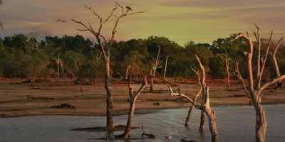 Dead trees sitting in a shallow pool of water. Photo by Ian Turnell