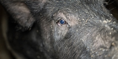 Close up of pig. Credit: Animal Rising