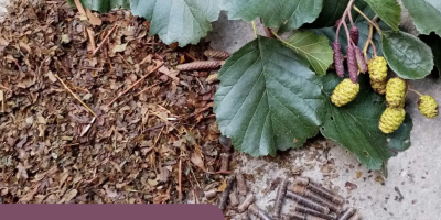 Report title page, photo of soil and plants