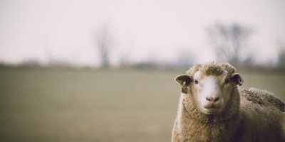 Photo of sheep in field. Credit: Dan Hamill via pexels