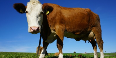 Picture of a cow in a field close up. Credit: Pixabay