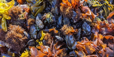 Colorful seaweed