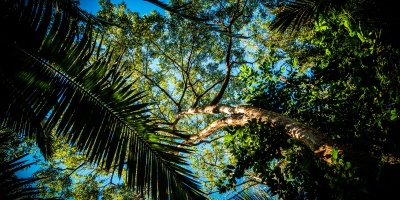 forest cover. Credit: André Cook via Pexels 