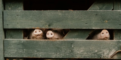 Pigs behind fence. Credit: Cotton Bro via Pexels. 