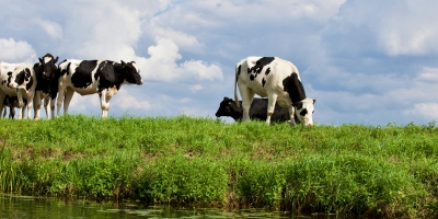 Cows in field by river. CreditL Matthias Zomer via Pexels. 