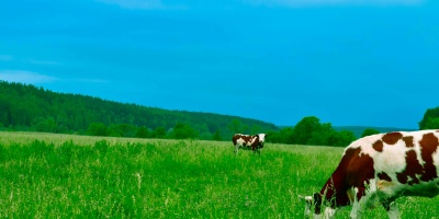 Cows in field. Credit: Andrey Niqi via pexels